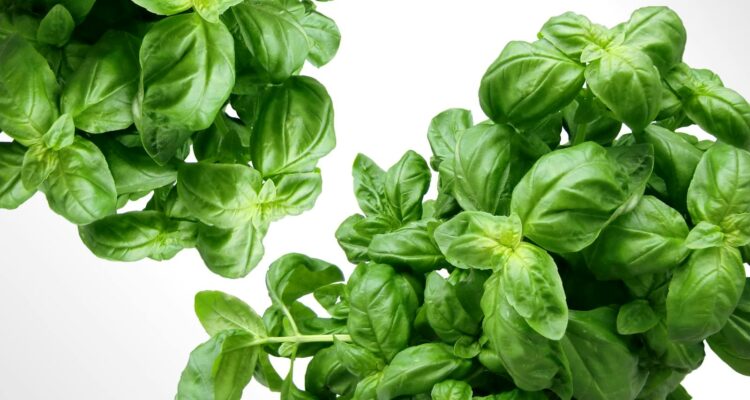 Vibrant fresh basil leaves, perfect for healthy cooking and herbal use.