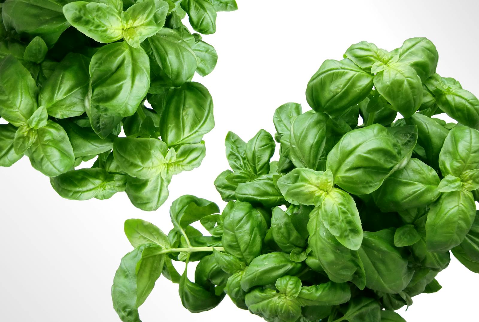 Vibrant fresh basil leaves, perfect for healthy cooking and herbal use.