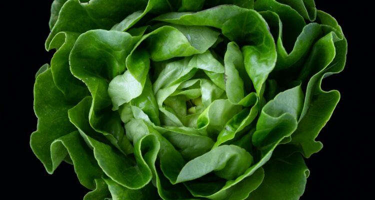 green cabbage vegetable